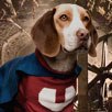 Underdog Underdog