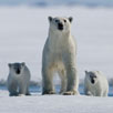 Arctic Tale Arctic Tale