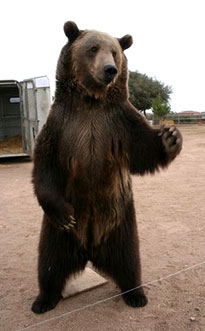 Rocky the Grizzly Bear Rocky the Grizzly Bear