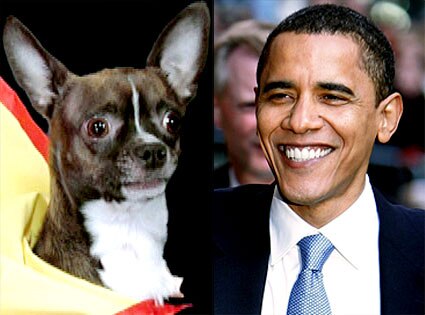 Lou the Chihuahua, Barack Obama Lou the Chihuahua, Barack Obama