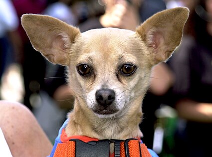 Gidget, Taco Bell Chihuahua Gidget, Taco Bell Chihuahua