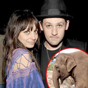Nicole Richie, Joel Madden, Asian elephant Nicole Richie, Joel Madden, Asian elephant