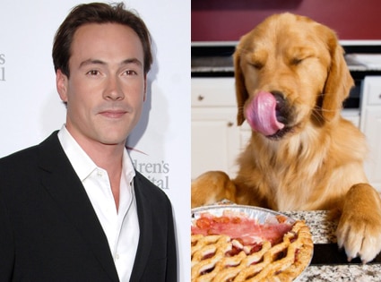 Chris Klein, Golden Retriever, Dog, Pie Chris Klein, Golden Retriever, Dog, Pie