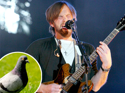 Caleb Followill, Pigeon Caleb Followill, Pigeon