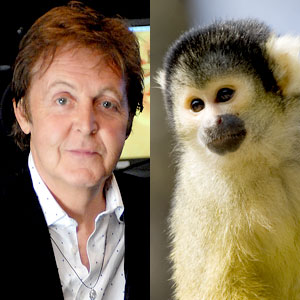 Paul McCartney, Squirrel Monkey Paul McCartney, Squirrel Monkey