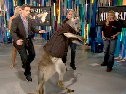 Kangaroo, E News Kangaroo, E News