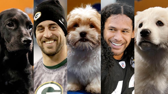 Puppy Bowl, Aaron Rogers, Troy Polamalu Puppy Bowl, Aaron Rogers, Troy Polamalu