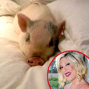 Tori Spelling, Twitter Tori Spelling, Twitter