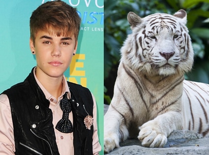 Justin Bieber, White Tiger Justin Bieber, White Tiger