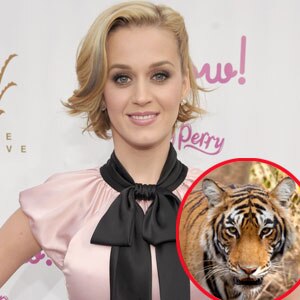 Panthera, Katy Perry Panthera, Katy Perry