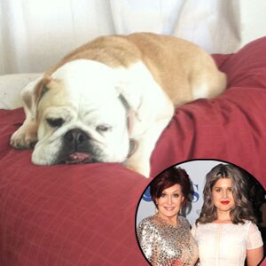 Sharon Osbourne, Kelly Osbourne, Twitter Sharon Osbourne, Kelly Osbourne, Twitter