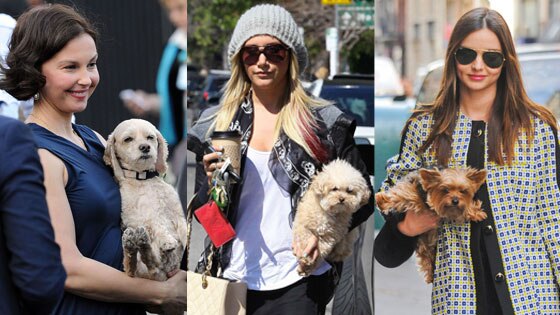 Pet Friendly Pet Friendly