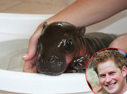Prince Harry Hippo, Prince Harry Prince Harry Hippo, Prince Harry