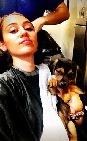 Miley Cyrus, Puppy Miley Cyrus, Puppy