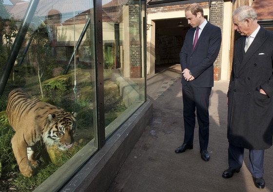 Prince William, Prince Charles, Tiger Prince William, Prince Charles, Tiger