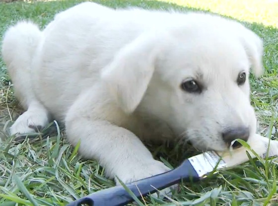 Puppies with Paintbrushes Puppies with Paintbrushes