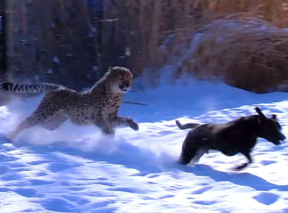 Cheetah, Dog, Friends, Cincinnati Zoo Cheetah, Dog, Friends, Cincinnati Zoo