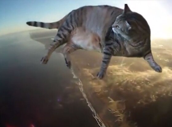 Dream Cat Dream Cat