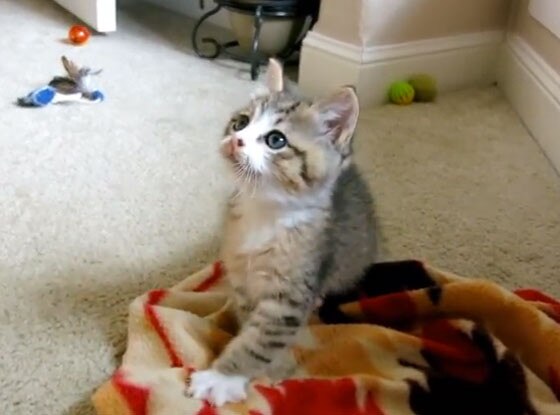 Cat Cat