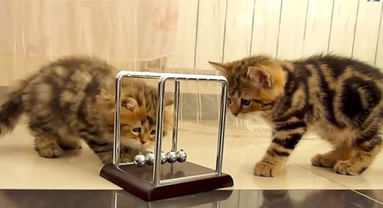 Kittens Newtons Cradle Kittens Newtons Cradle