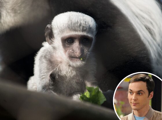Jim Parsons, The Big Bang Theory, Colobus Zoo monkey, Dr. Sheldon Cooper Jim Parsons, The Big Bang Theory, Colobus Zoo monkey, Dr. Sheldon Cooper