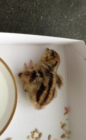Patrick Stewart, Baby Bird, Twitter Patrick Stewart, Baby Bird, Twitter