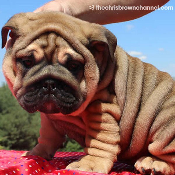 Chris Brown, Puppy Chris Brown, Puppy