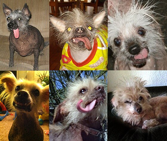 World's Ugliest Dogs World's Ugliest Dogs