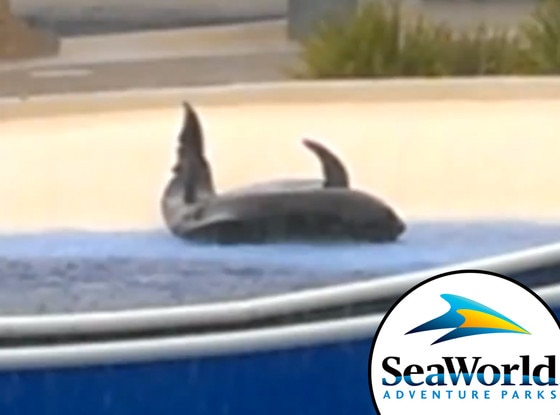 Sea World, Stuck Dolphin Sea World, Stuck Dolphin