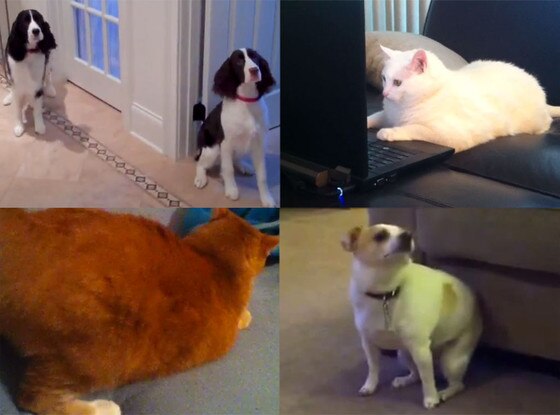 Dancing, Twerking Animals Dancing, Twerking Animals