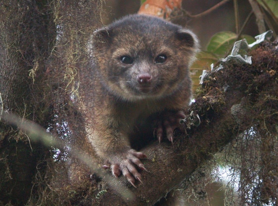 Olinguito Mammal Olinguito Mammal