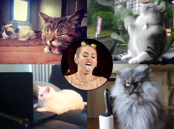 Cat Videos, Miley Cyrus Cat Videos, Miley Cyrus