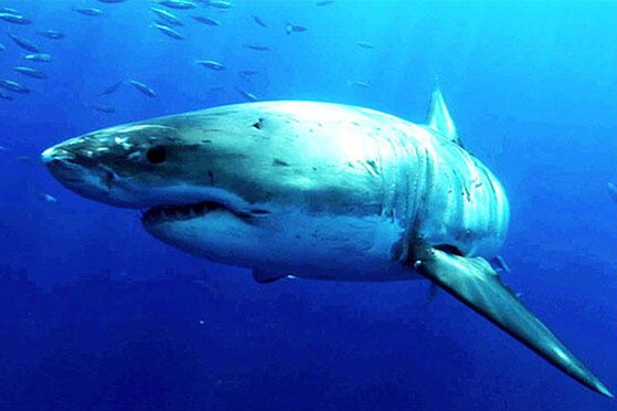 Shark Week Shark Week
