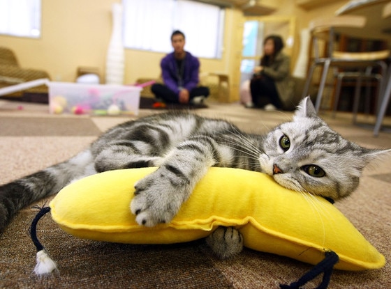 London's First Cat Café Is Opening Soon! Find Out Where You Can Drink
