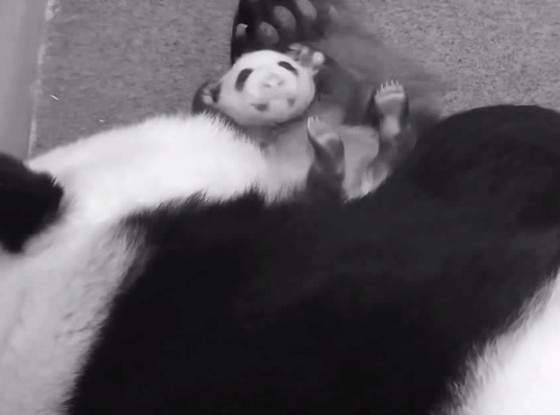 Panda Cam Panda Cam