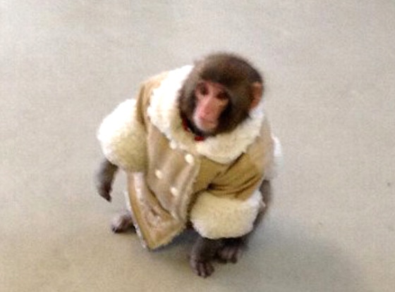 Ikea Monkey Ikea Monkey
