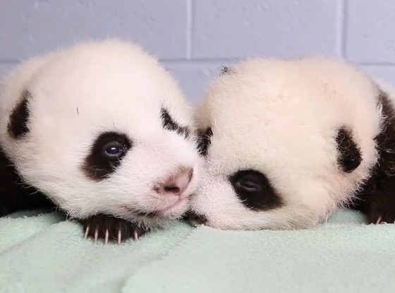 Zoo Atlanta's Panda Twins Grow Up in Time-Lapse Video Showcasing Their