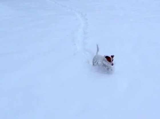 Puppy Snow Plough Puppy Snow Plough