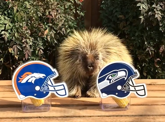 Teddy the Porcupine, predicting Superbowl Teddy the Porcupine, predicting Superbowl