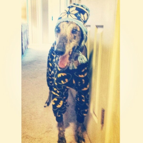 Mosley The Greyhound Mosley The Greyhound