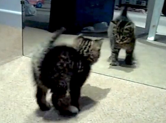 Cutest Kitten Going Crazy Cutest Kitten Going Crazy