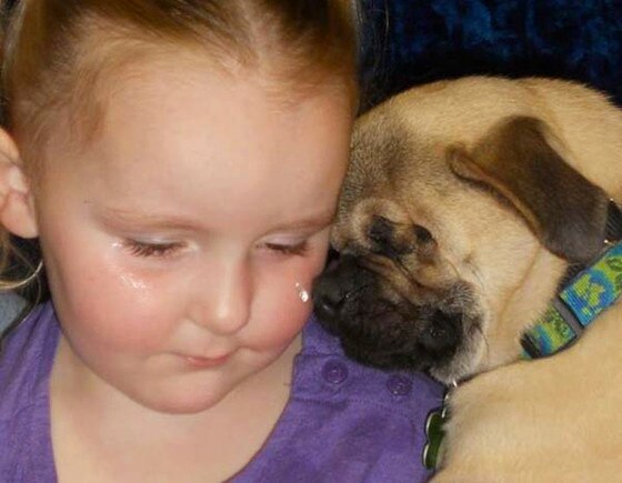 How a Pet Became a Therapy Dog How a Pet Became a Therapy Dog