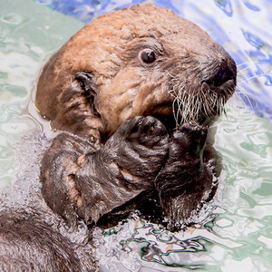 This Baby Otter Learning to Swim Is the Cutest Video You ...