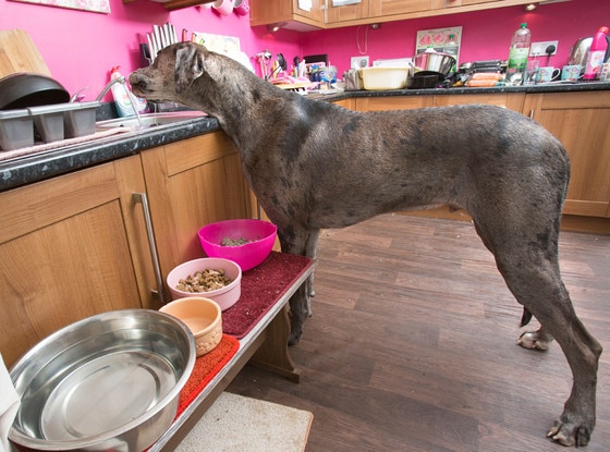 Meet Freddy the Great Dane, the Tallest Dog in Britain (and Possibly ...