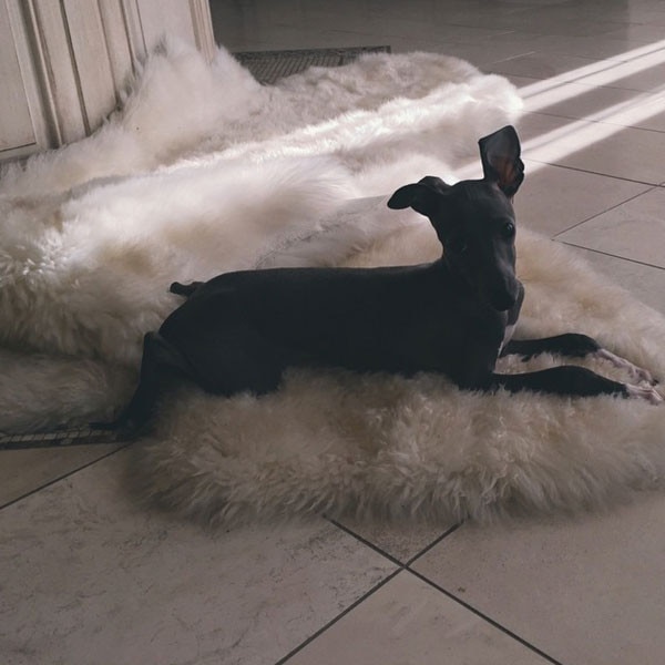 jenner puppy jenner gets an italian greyhound puppy named norman see the jenner puppy jenner gets an italian greyhound puppy named norman see the