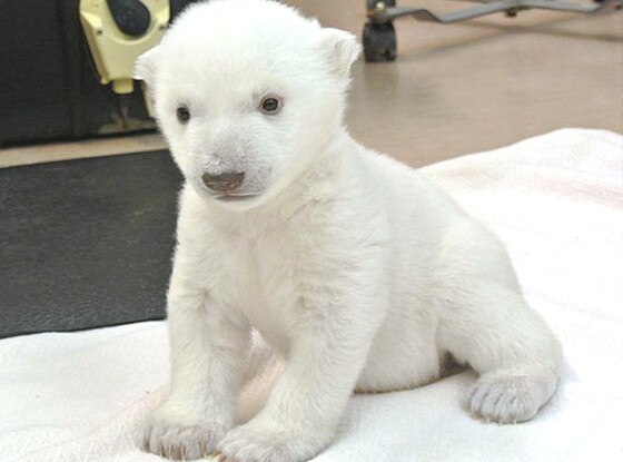 Polar Bear Polar Bear