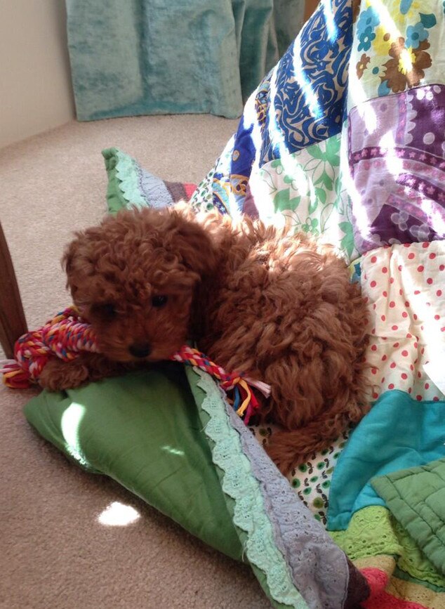 Kelly Clarkson, Wyatt, Puppy Kelly Clarkson, Wyatt, Puppy