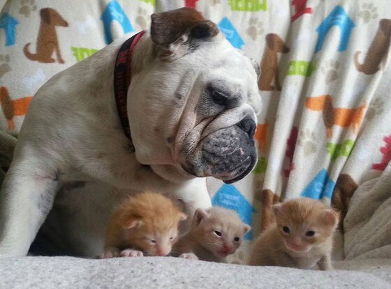 Rorschach Bulldog, Kitten Rorschach Bulldog, Kitten