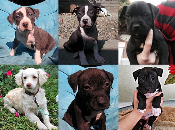 Puppies Puppies