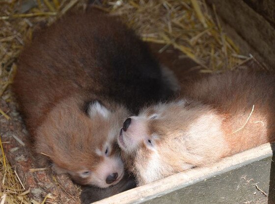 Red Panda, Auckland Zoo Red Panda, Auckland Zoo